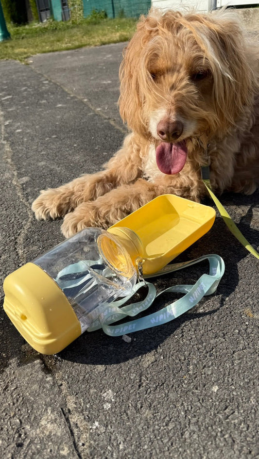 🐶💧 Et si votre chien pouvait vous dire merci ?