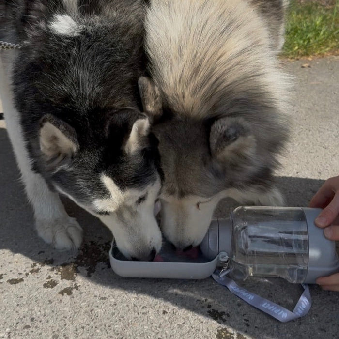đ§ Pourquoi votre chien a absolument besoin de s'hydrater avec une gourde