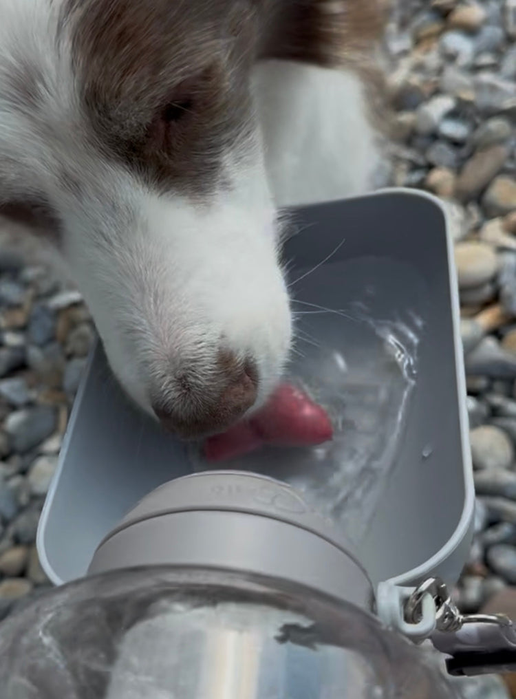 💦Votre chien aussi mérite sa gourde 💦