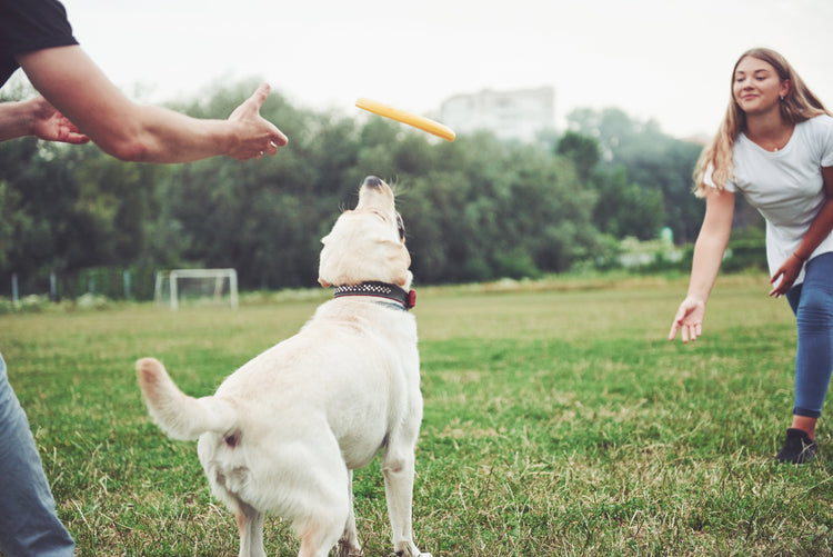 Amusez et stimulez votre chien en plein air 🐕🎾