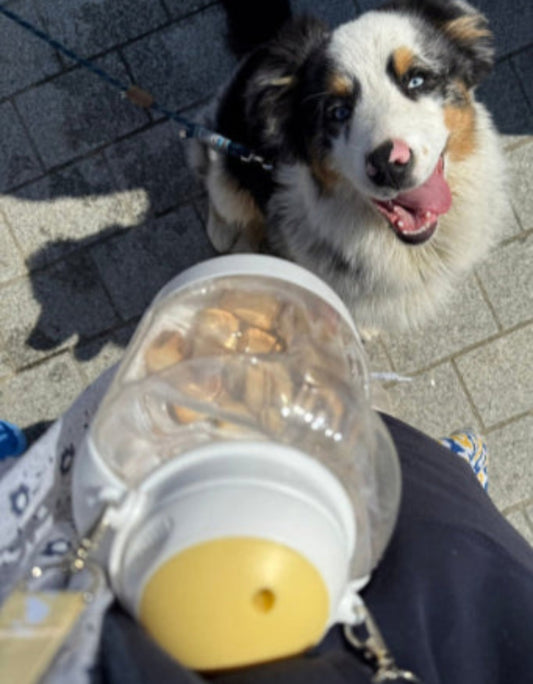 La méga gourde Lucky 3 en 1 : l'indispensable à votre chien