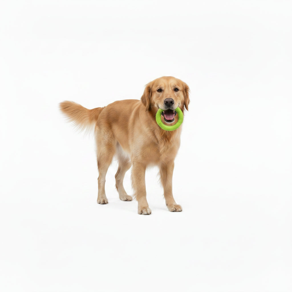 🌀 Grand anneau de jeu pour chien – Résistant et fun
