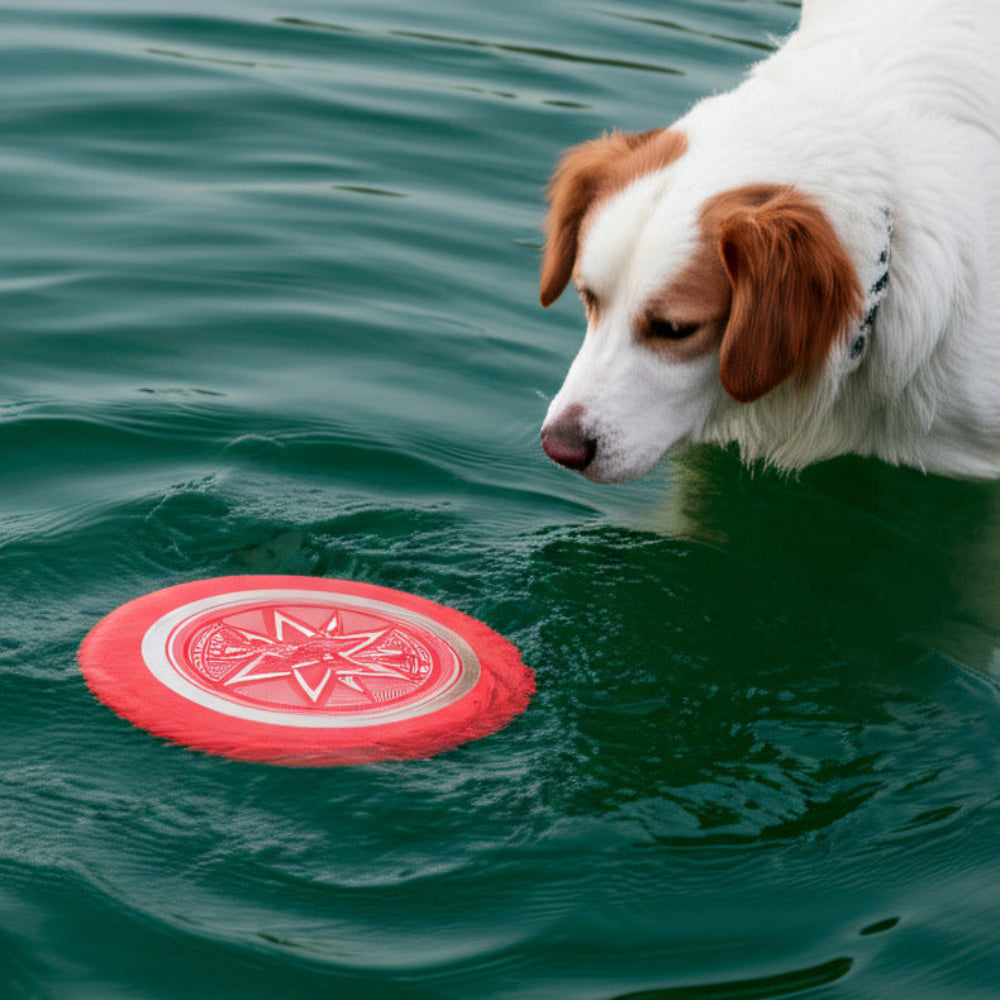 frizbee pour chien