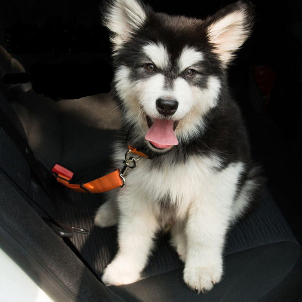 🚗 Laisse de sécurité pour chien – Voyages en voiture en toute sérénité