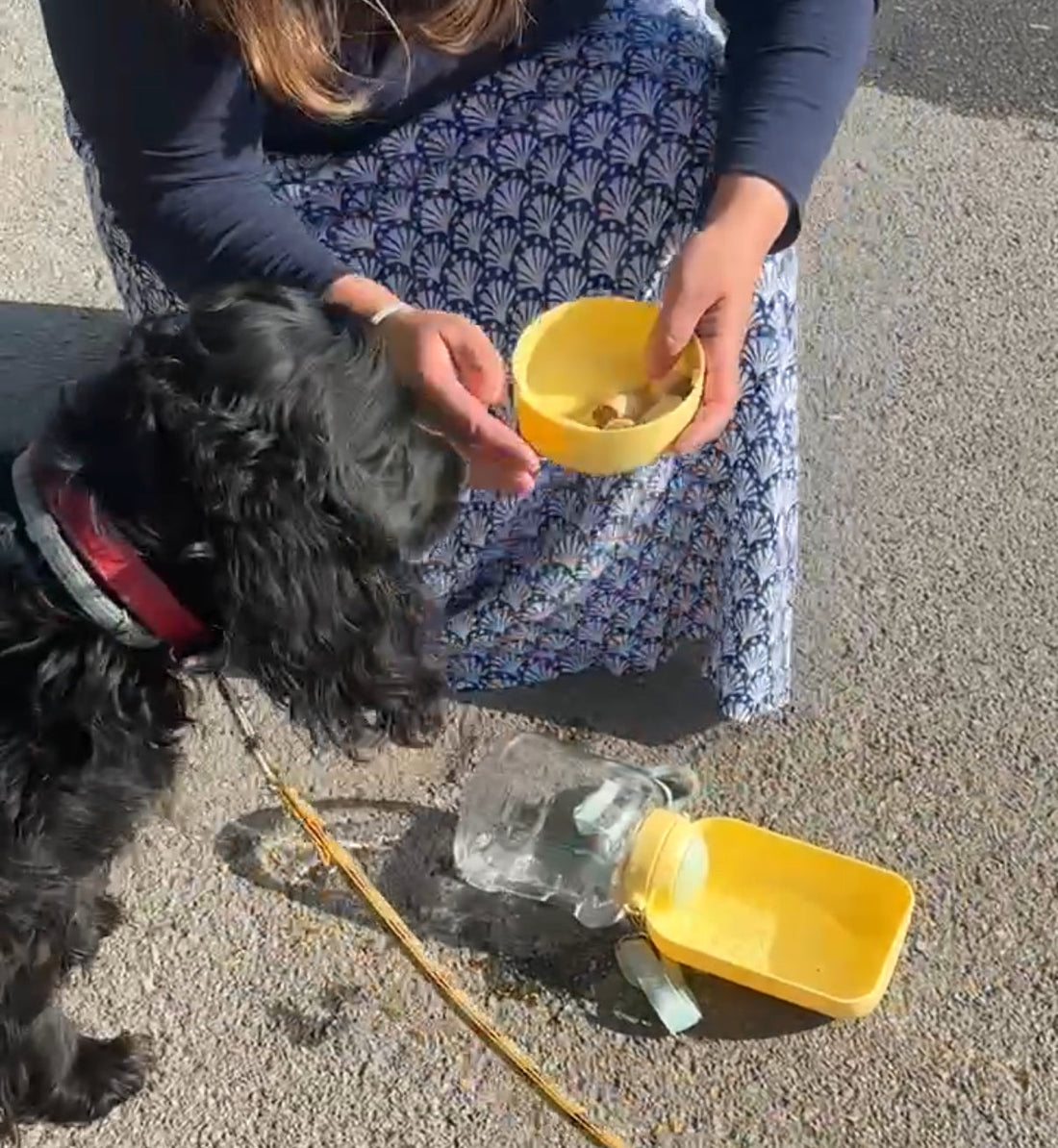 La gourde 3-en-1 pour chien : l’accessoire indispensable pour vos balades – Découvrez Lucky !