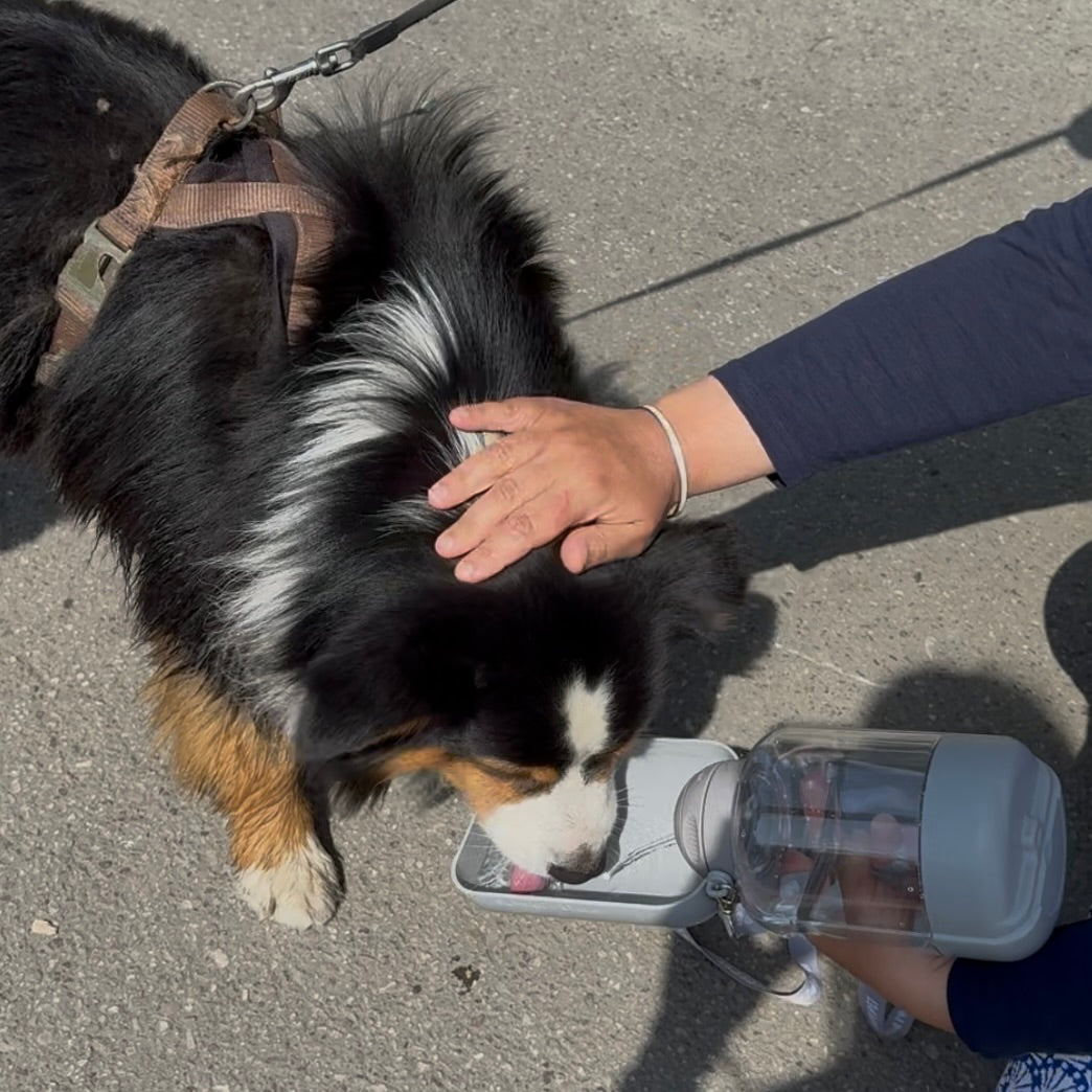 🐾 Balader son chien selon les saisons : nos astuces pour profiter toute l’année