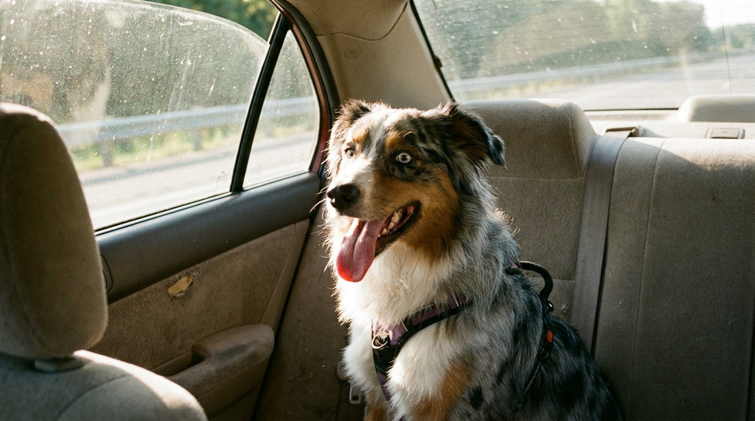 Chien en voiture avec climatisation | Est-ce sans danger ?