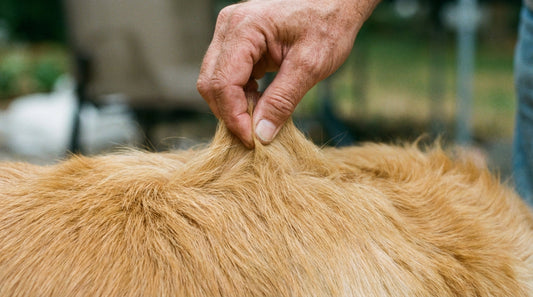 7 Signes de Déshydratation chez le Chien | Mon Lucky Shop