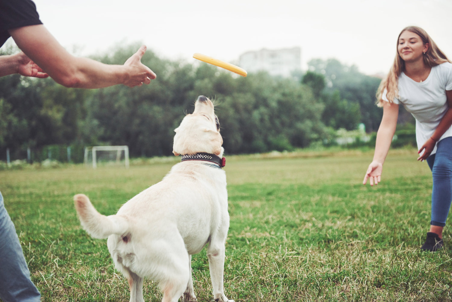 Amusez et stimulez votre chien en plein air 🐕🎾