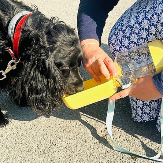 La méga gourde Lucky 3 en 1 l'indispensable à votre chien 