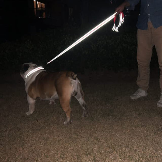 longue longe laisse chien réflechissante