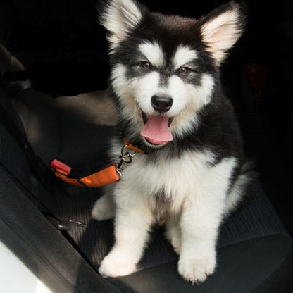 🚗 Laisse de sécurité pour chien – Voyages en voiture en toute sérénité